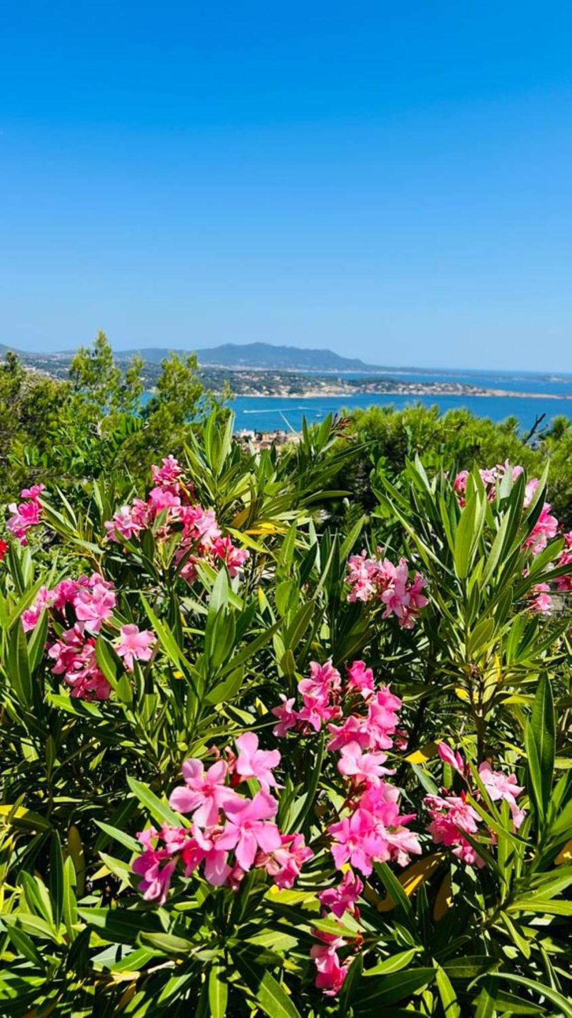 Vue Mer Imprenable Et Piscine Bandol Εξωτερικό φωτογραφία