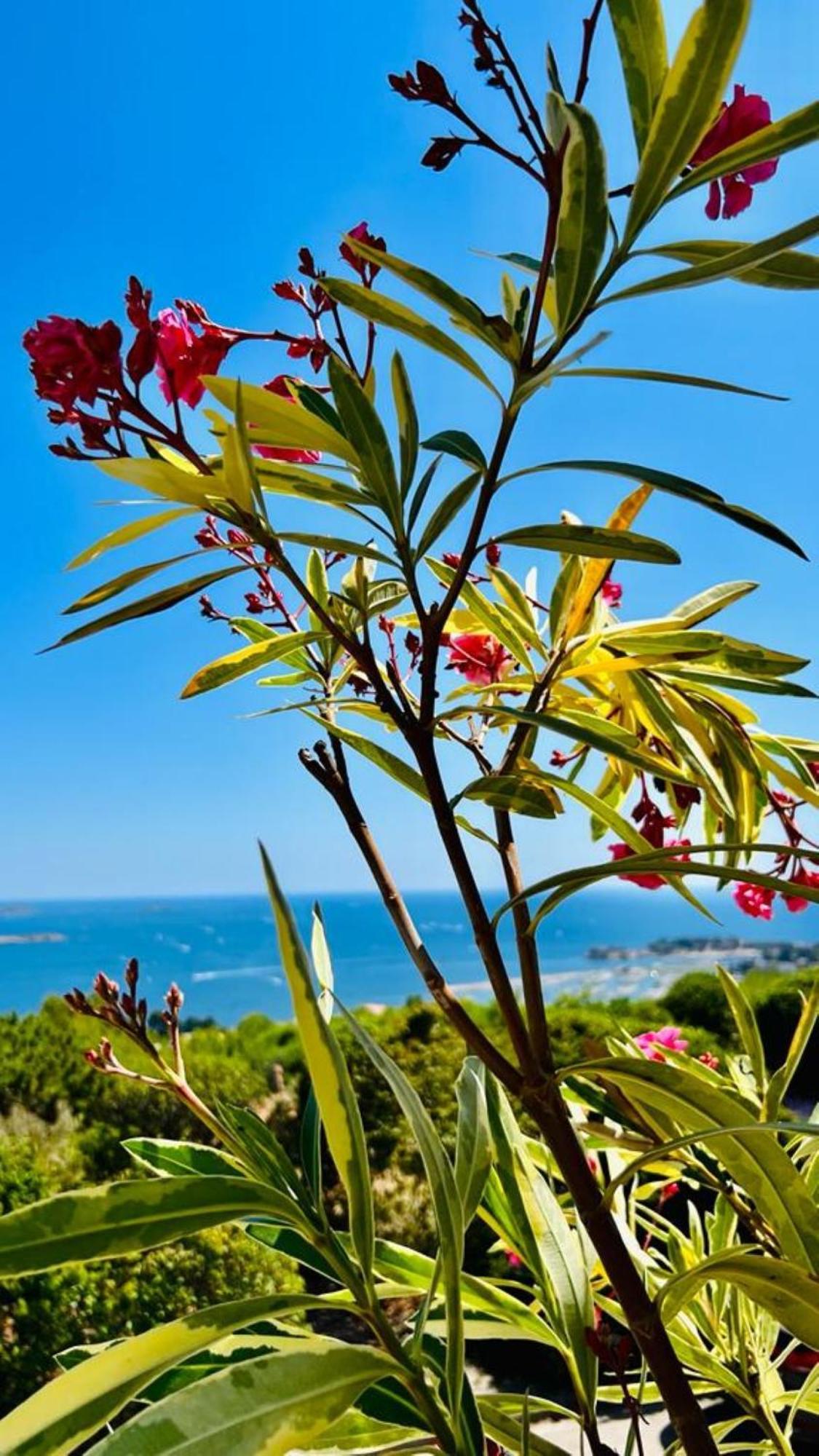 Vue Mer Imprenable Et Piscine Bandol Εξωτερικό φωτογραφία